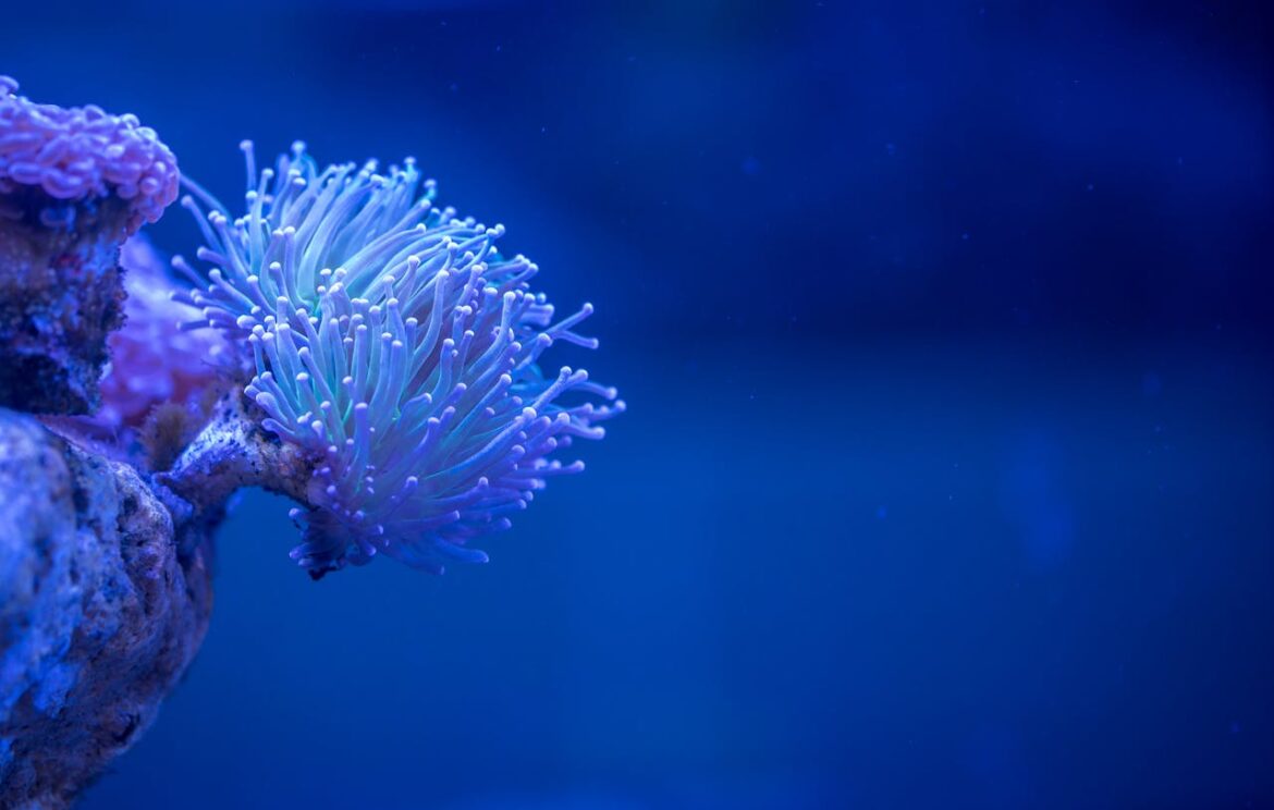 aquarium blauw zoetwater aquarium blauw zoetwater